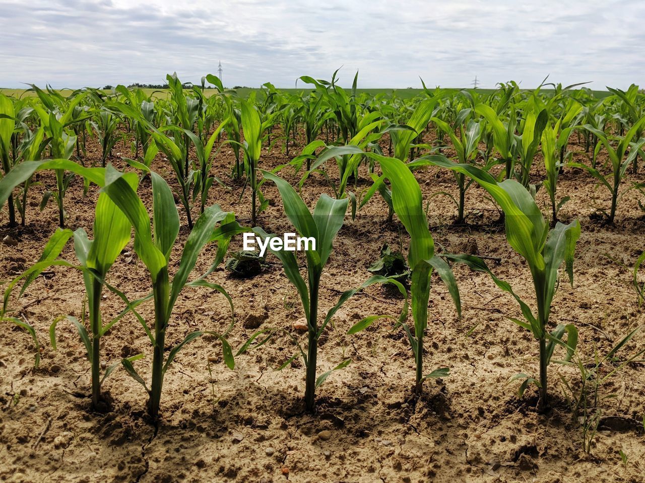 Corn plants growing on field against sky