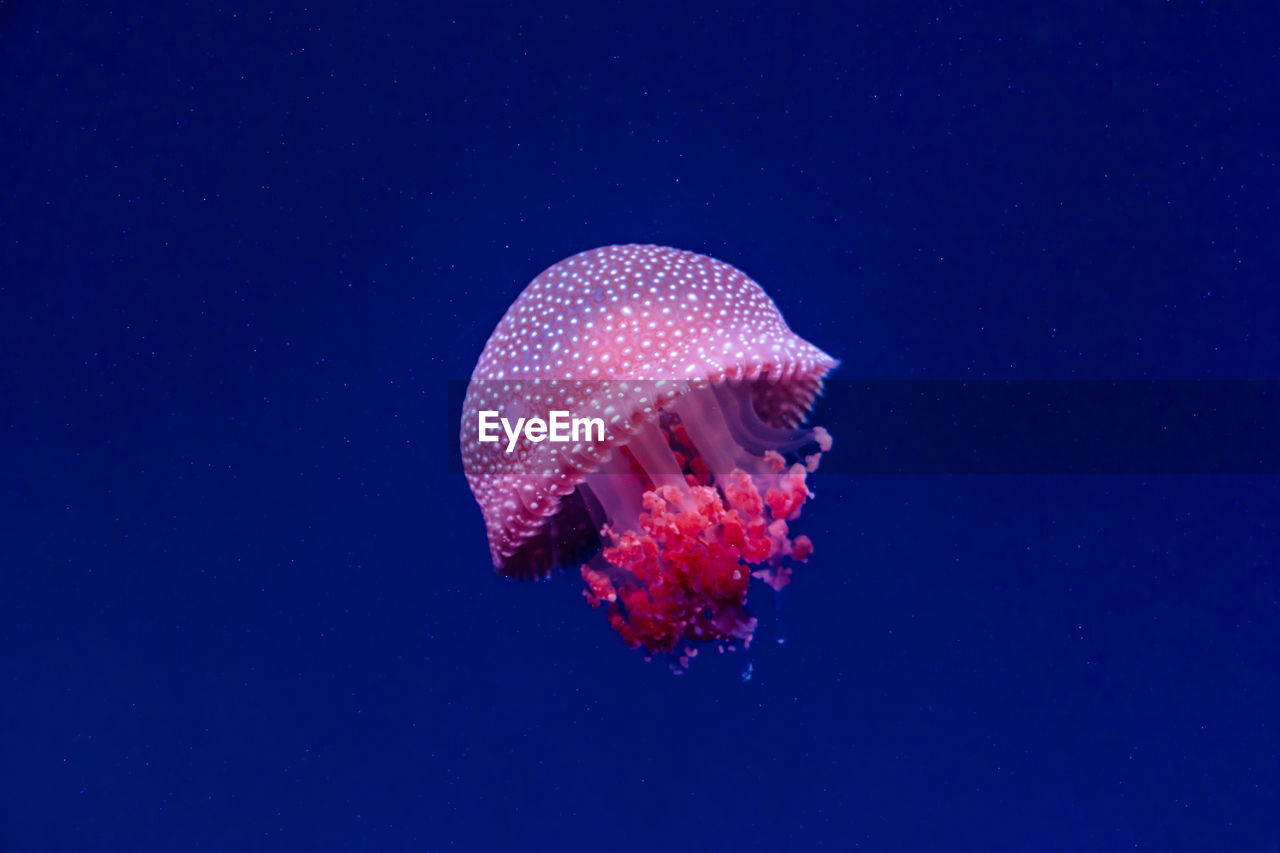 CLOSE-UP OF JELLYFISH SWIMMING UNDERWATER