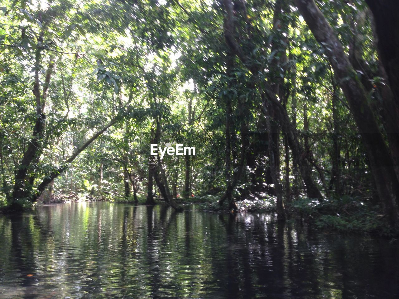 VIEW OF TREES IN FOREST