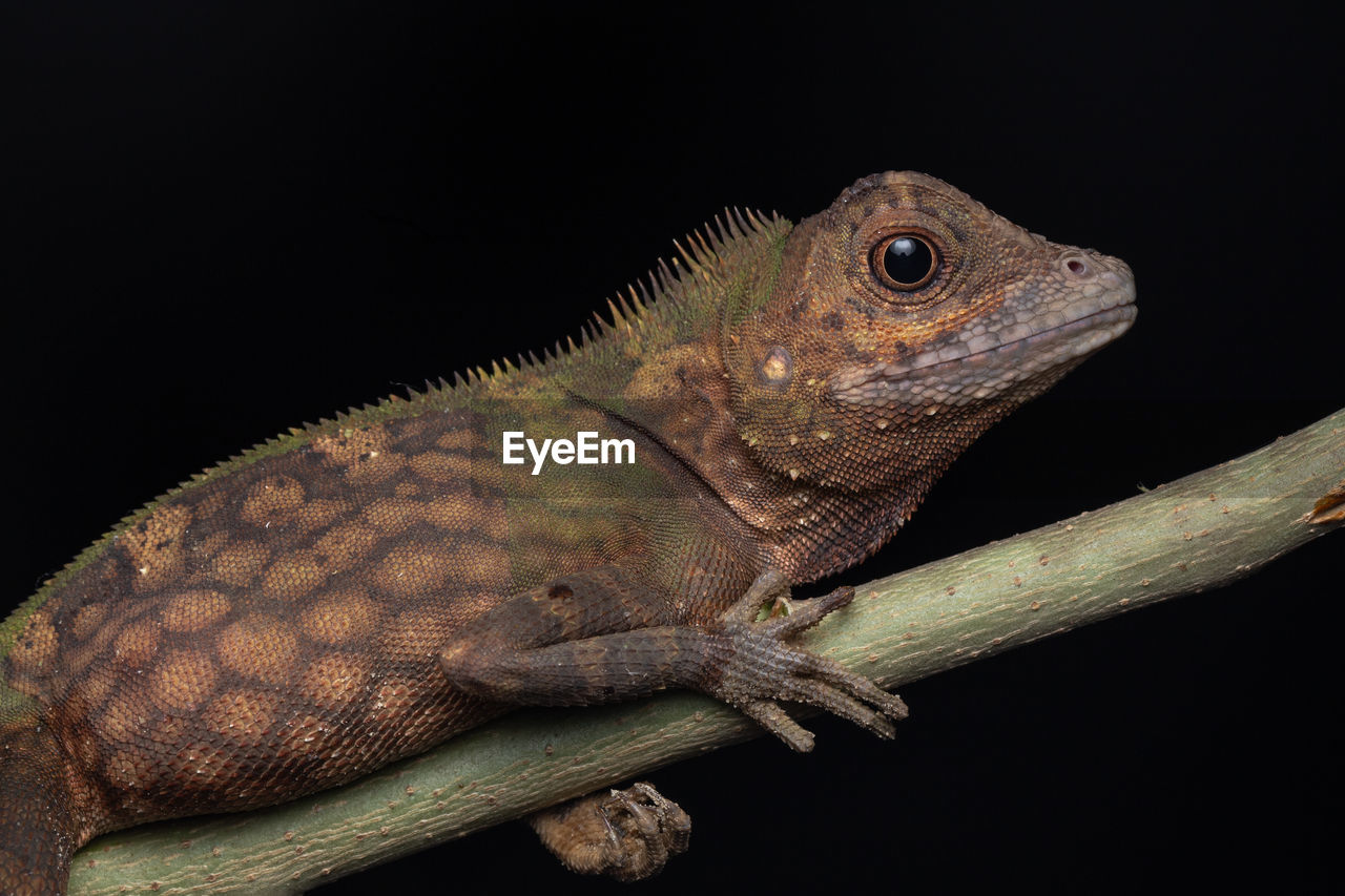 CLOSE-UP OF LIZARD ON WOOD