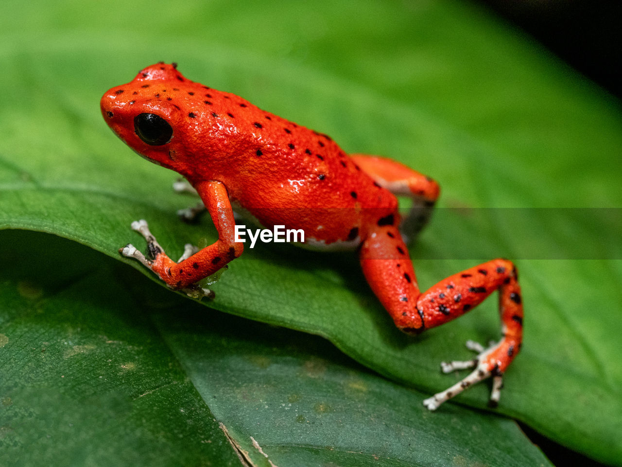 Strawberry poison dart frog in bastimentos national park, bastimentos island, bocas del toro, panama