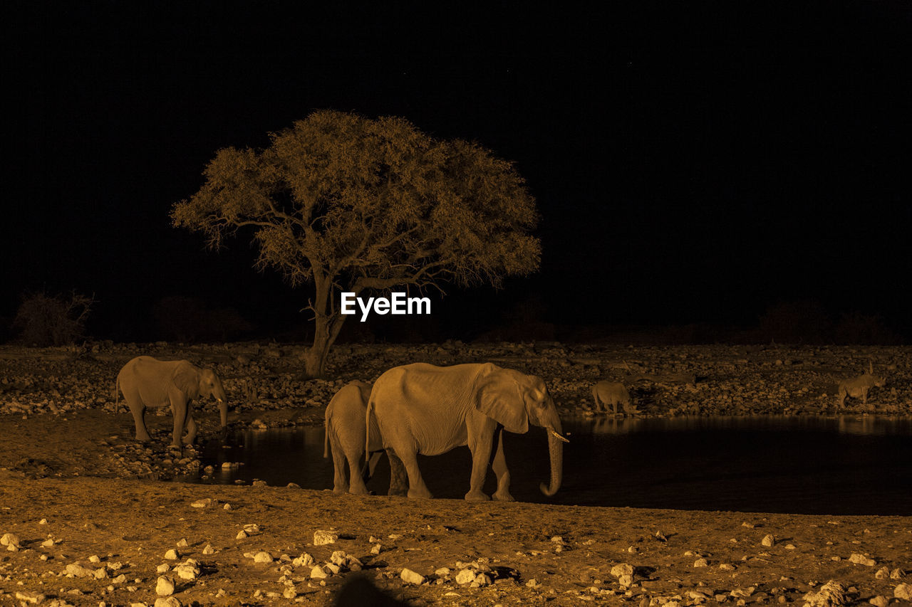 Elephants and rhinoceros at lakeshore during night
