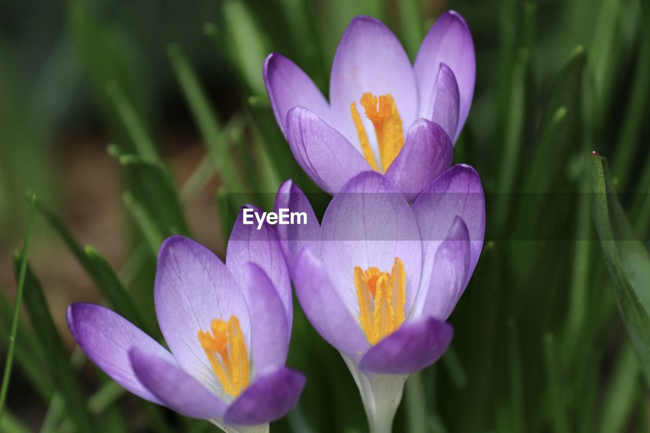 Close-up of purple crocus flower