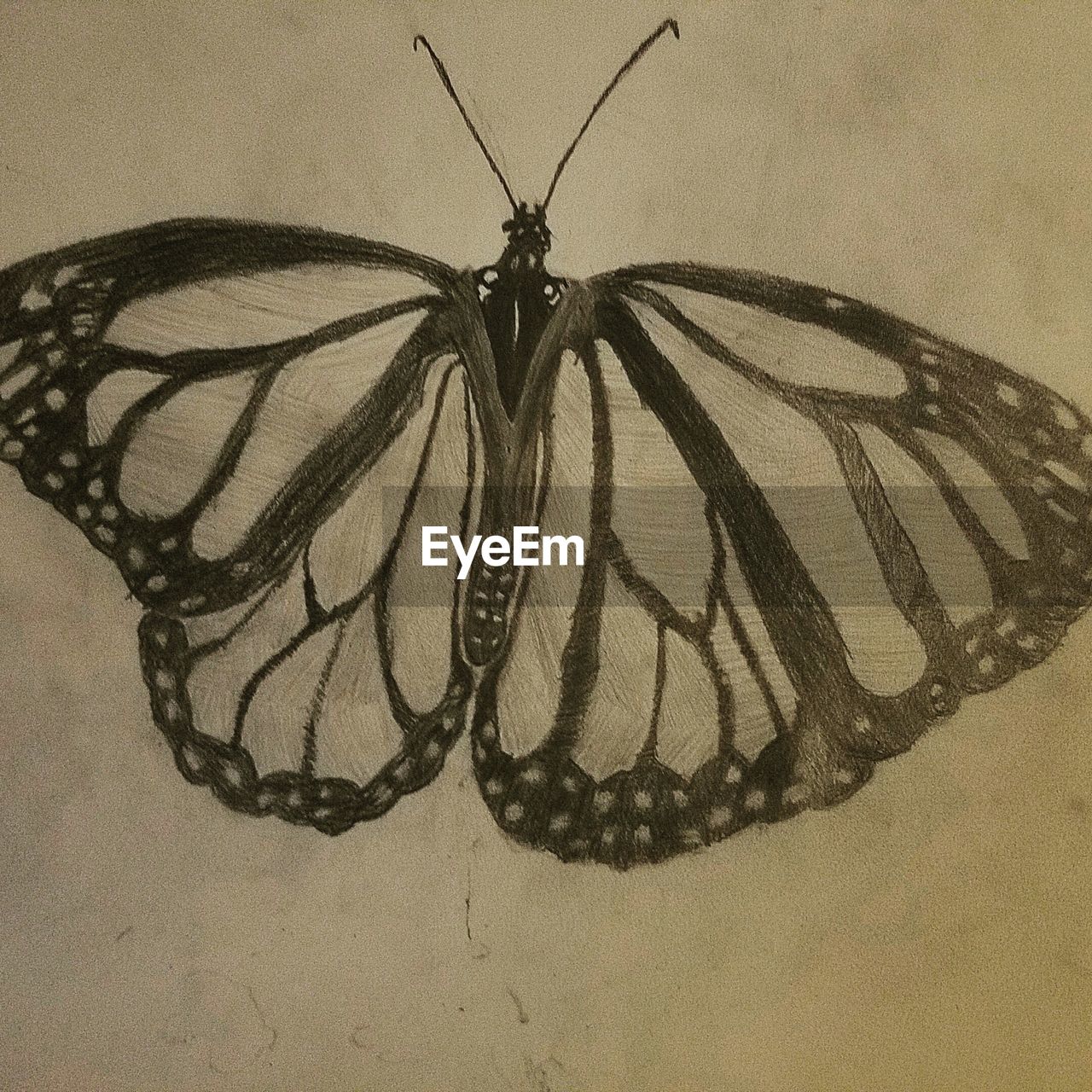 CLOSE-UP OF BUTTERFLY ON WHITE BACKGROUND