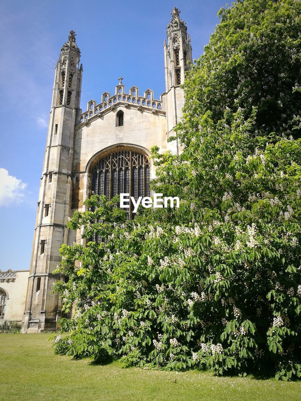 Low angle view of king's college chapel in sunshine with horse chestnut tree in flower