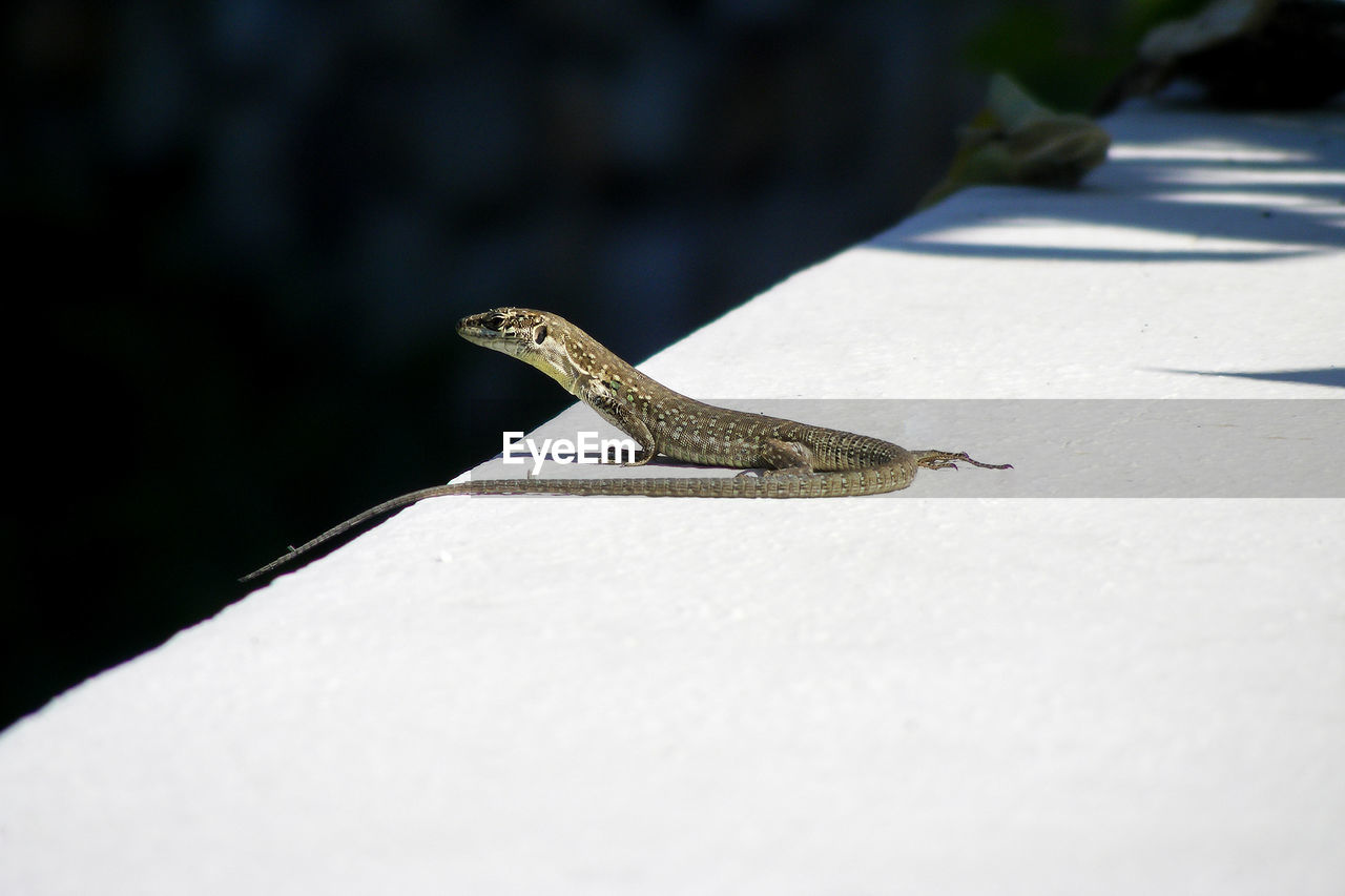 Close-up of lizard on retaining wall