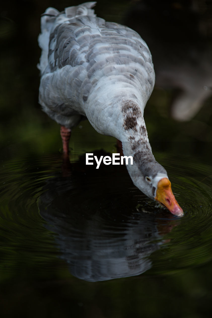 Duck drinking water in a lake