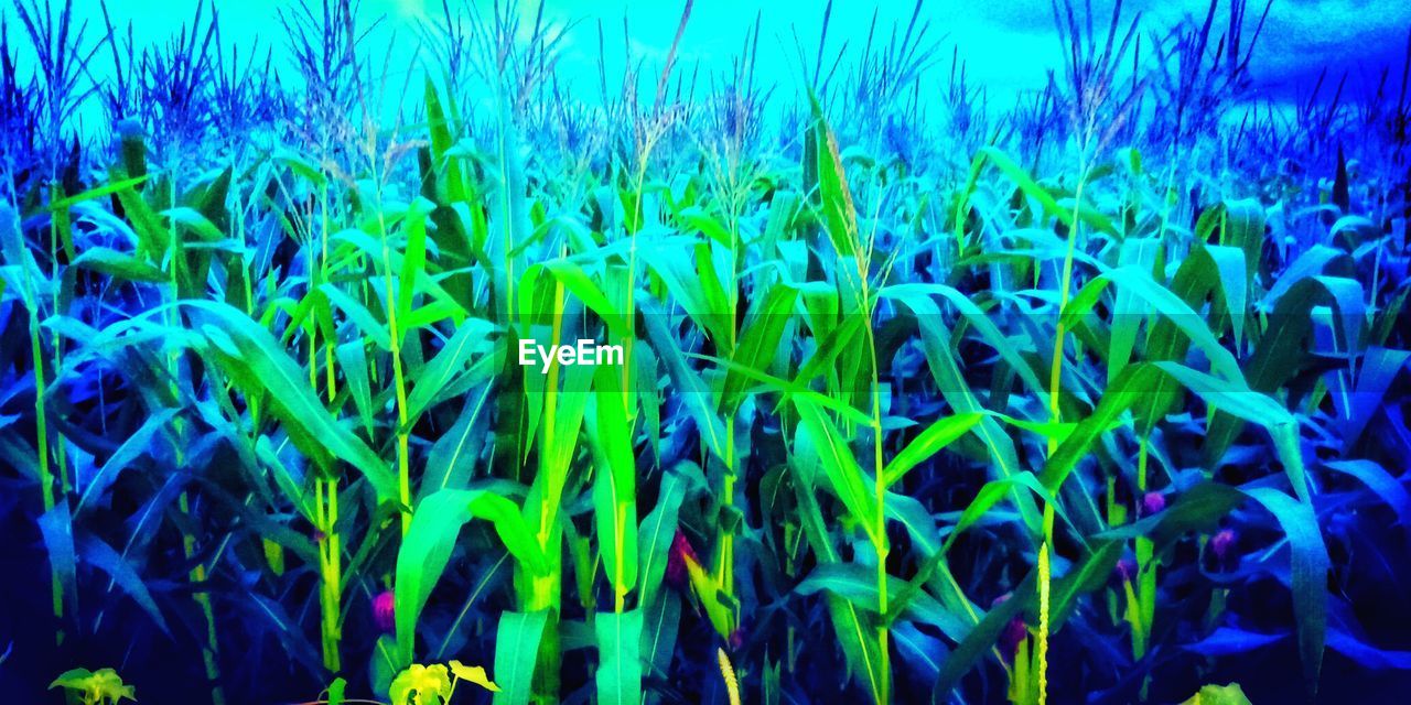 CLOSE-UP OF CORN FIELD