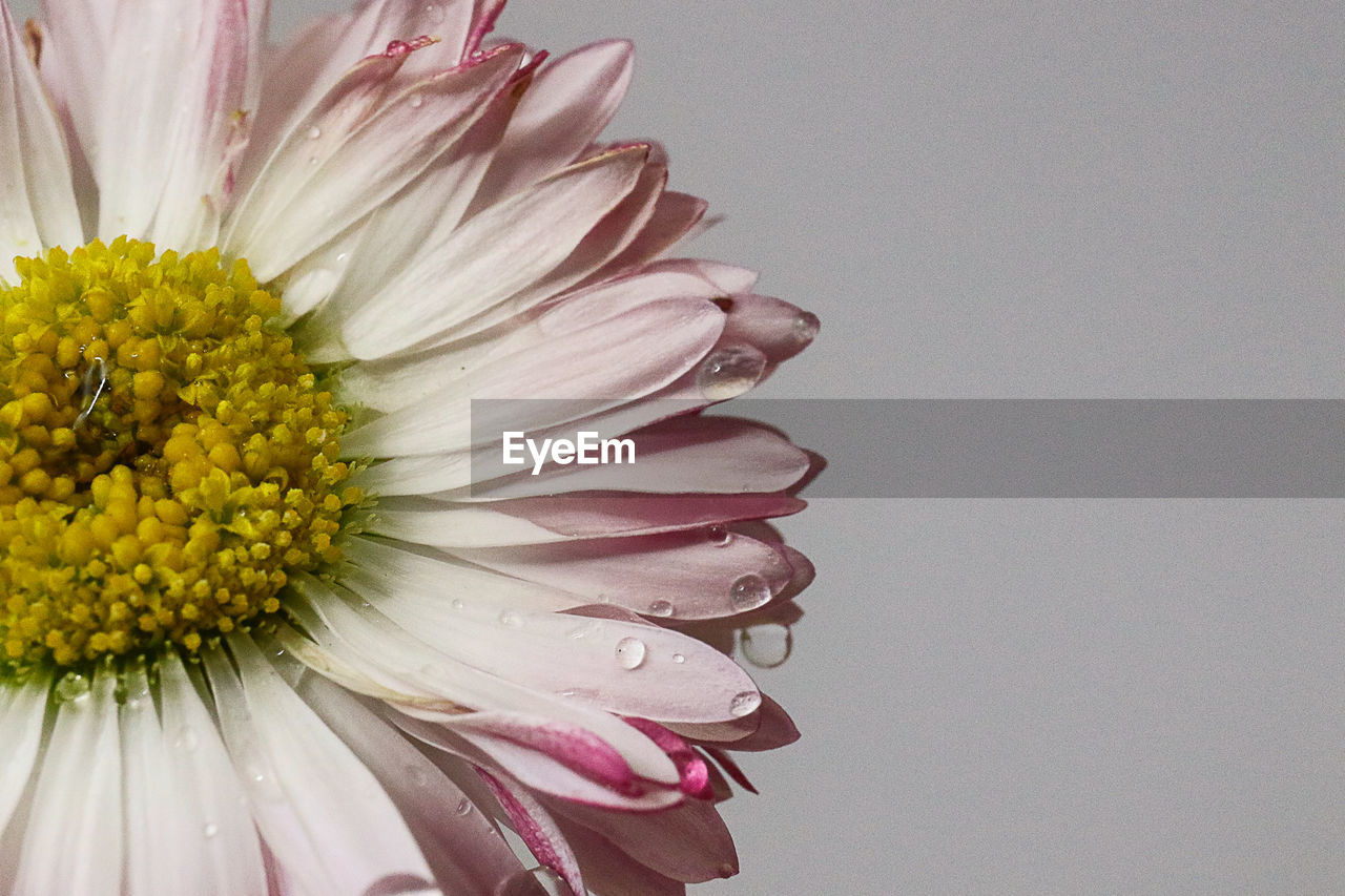 CLOSE-UP OF PINK FLOWER ON WHITE SURFACE