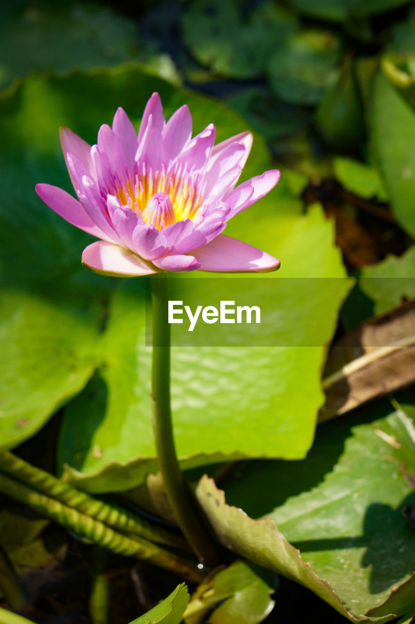 Close-up of lotus water lily in pond