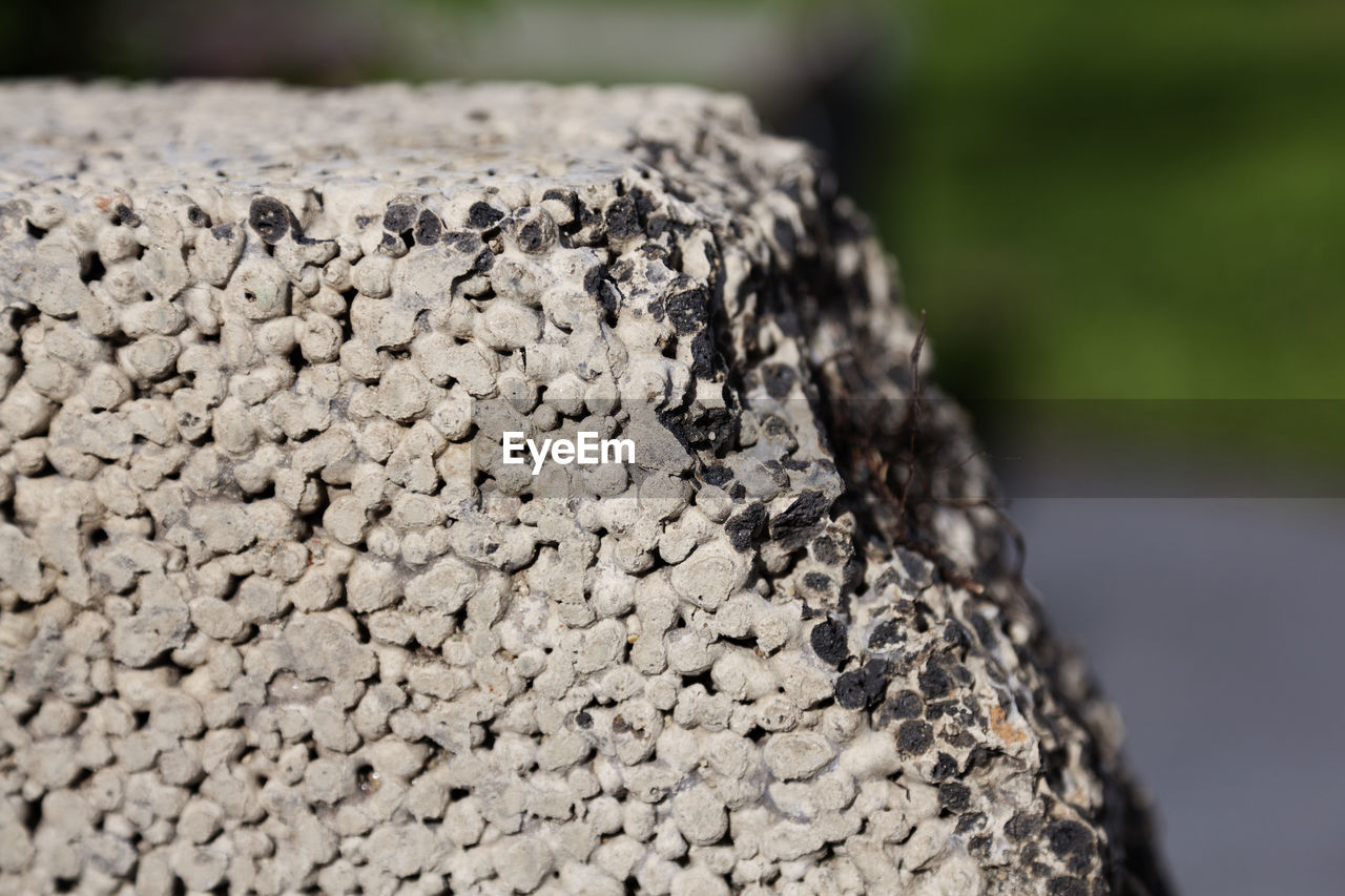 CLOSE-UP OF WOOD ON ROCK