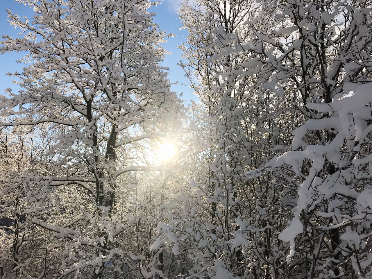 LOW ANGLE VIEW OF TREES DURING WINTER