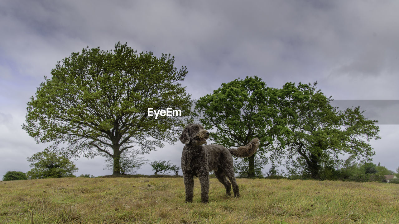 Dog in a field with trees