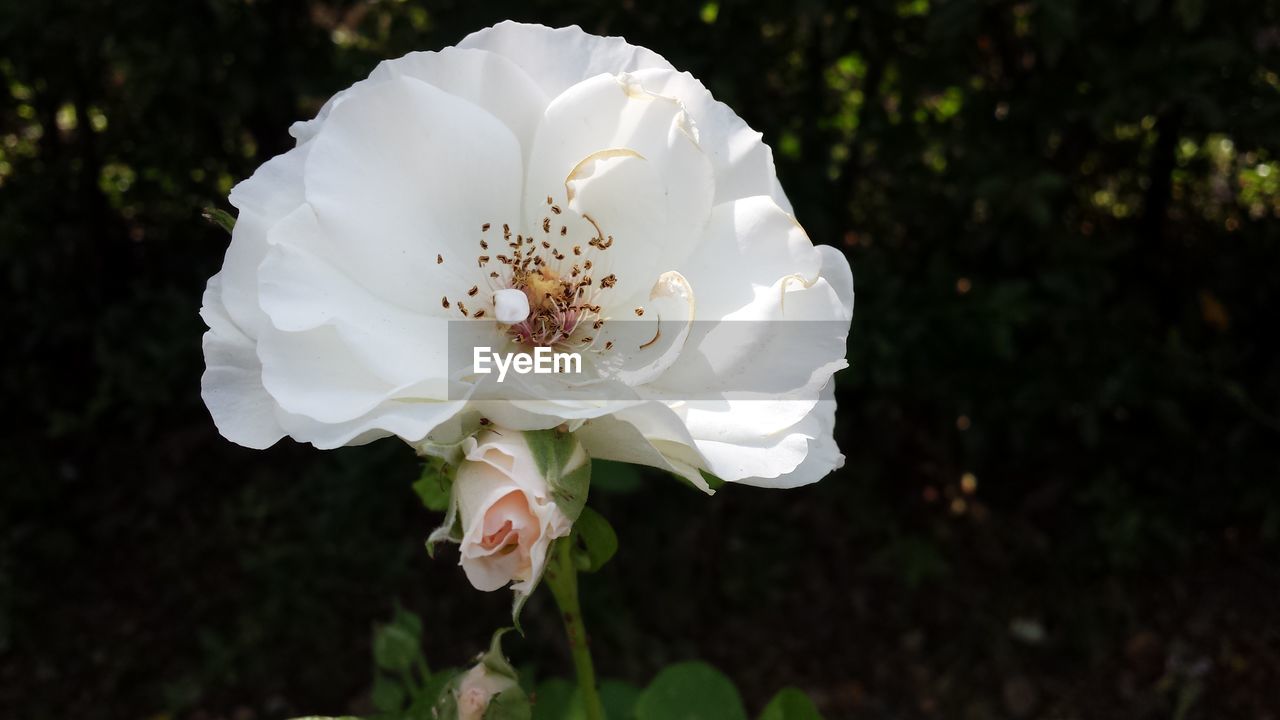 Close-up of white rose