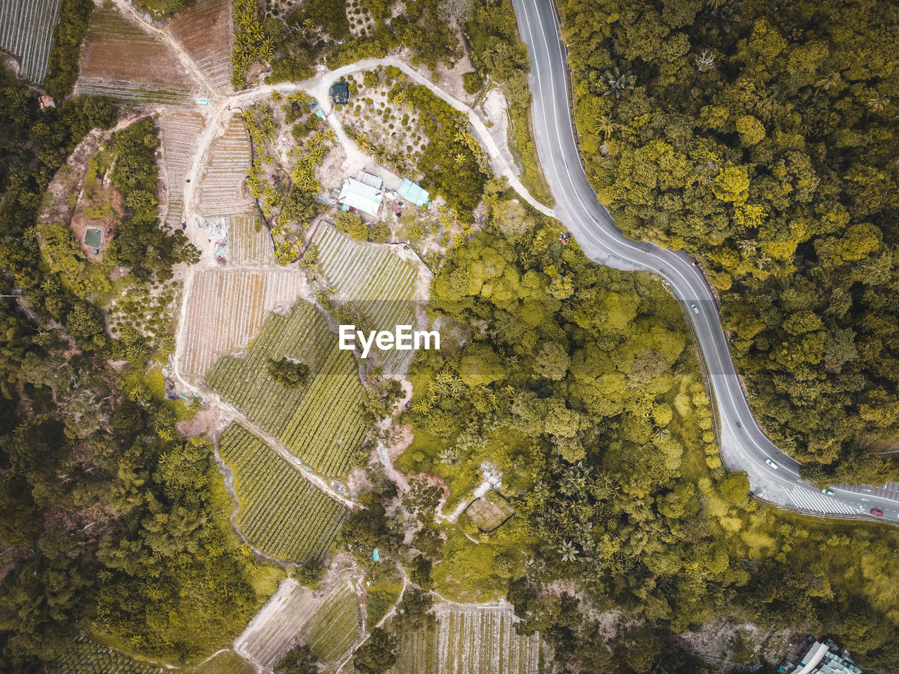 High angle view of road amidst trees in forest