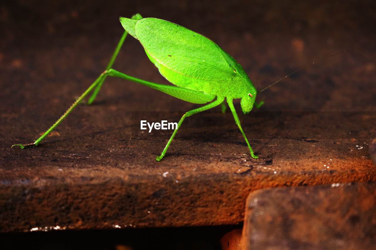 CLOSE-UP OF GREEN INSECT ON WOOD