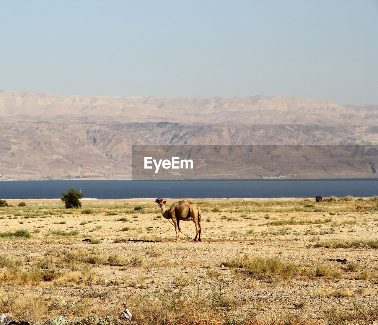 Camel on deserted landscape by lake and mountains