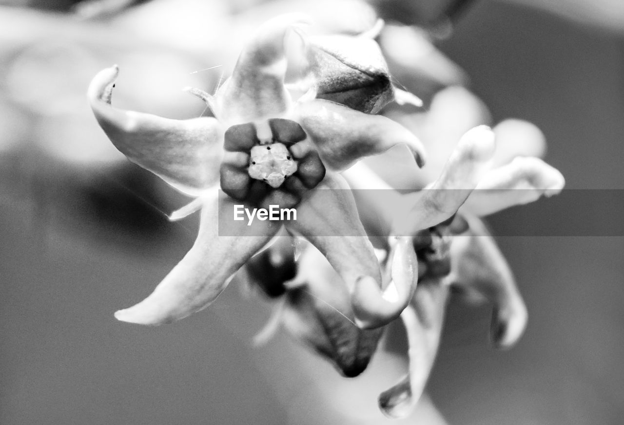 Close-up of flowering plant