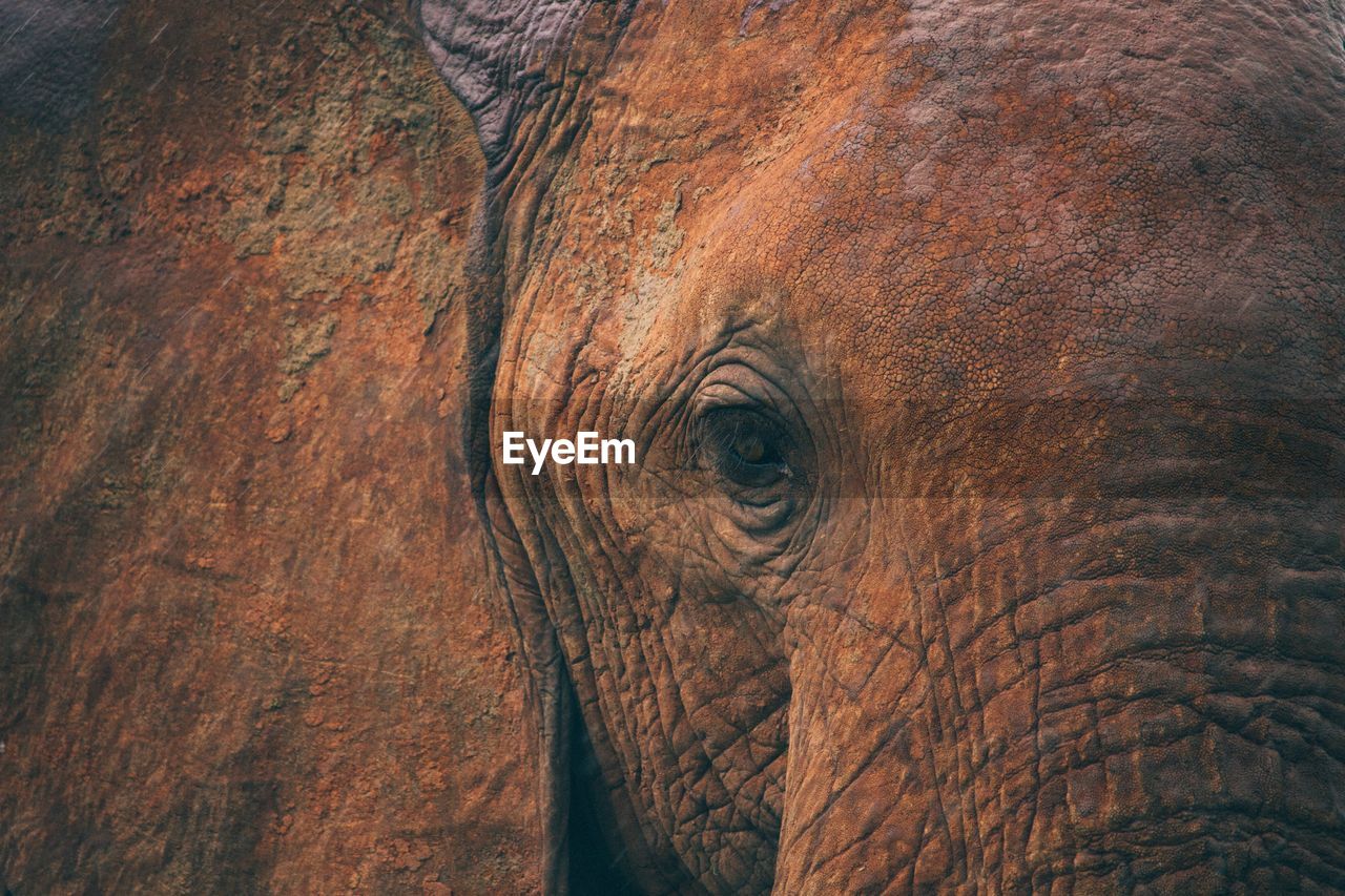 Close-up of elephant