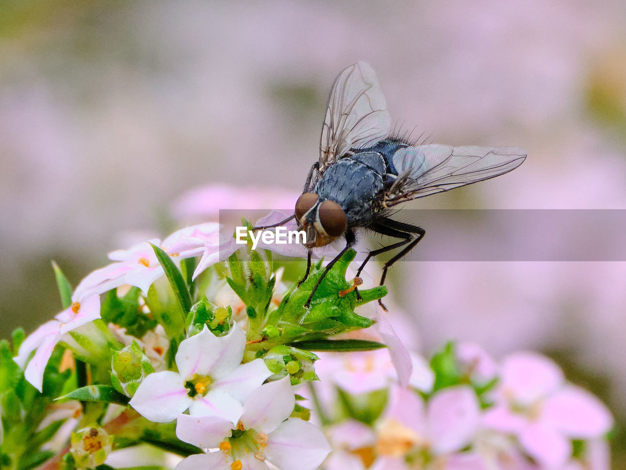 Close-up of an ugly fly on beautiful flowers