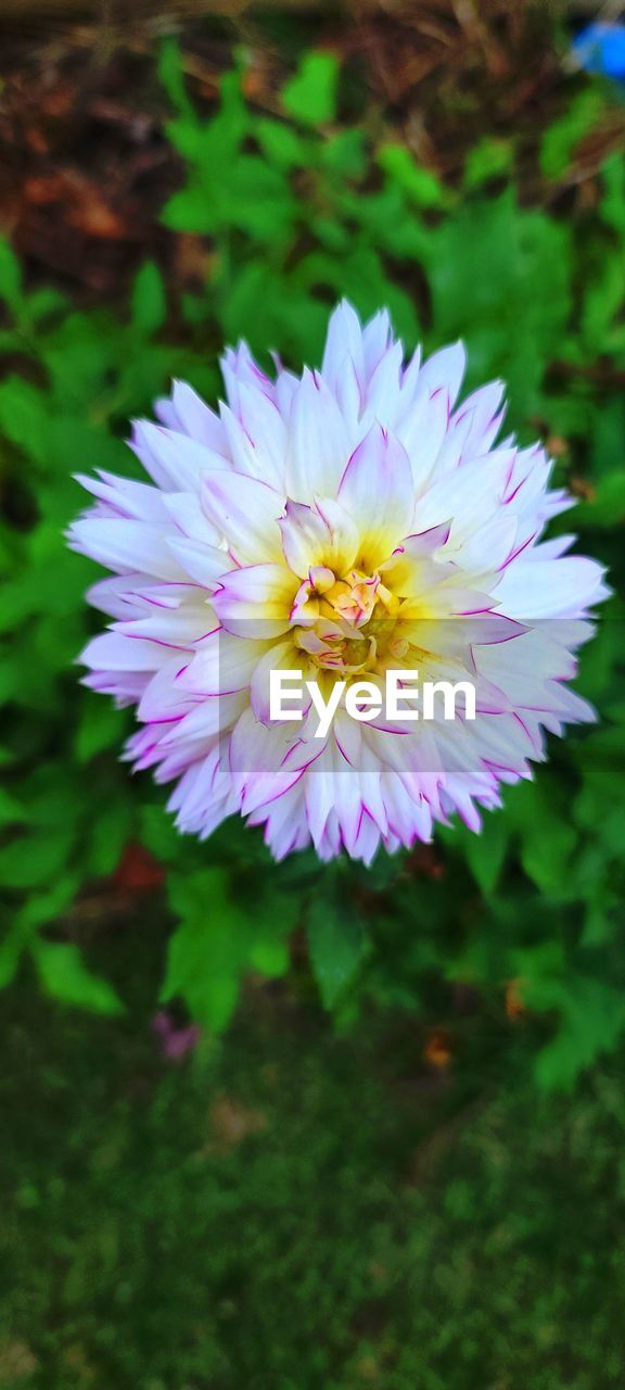 CLOSE-UP OF PURPLE FLOWERING PLANTS