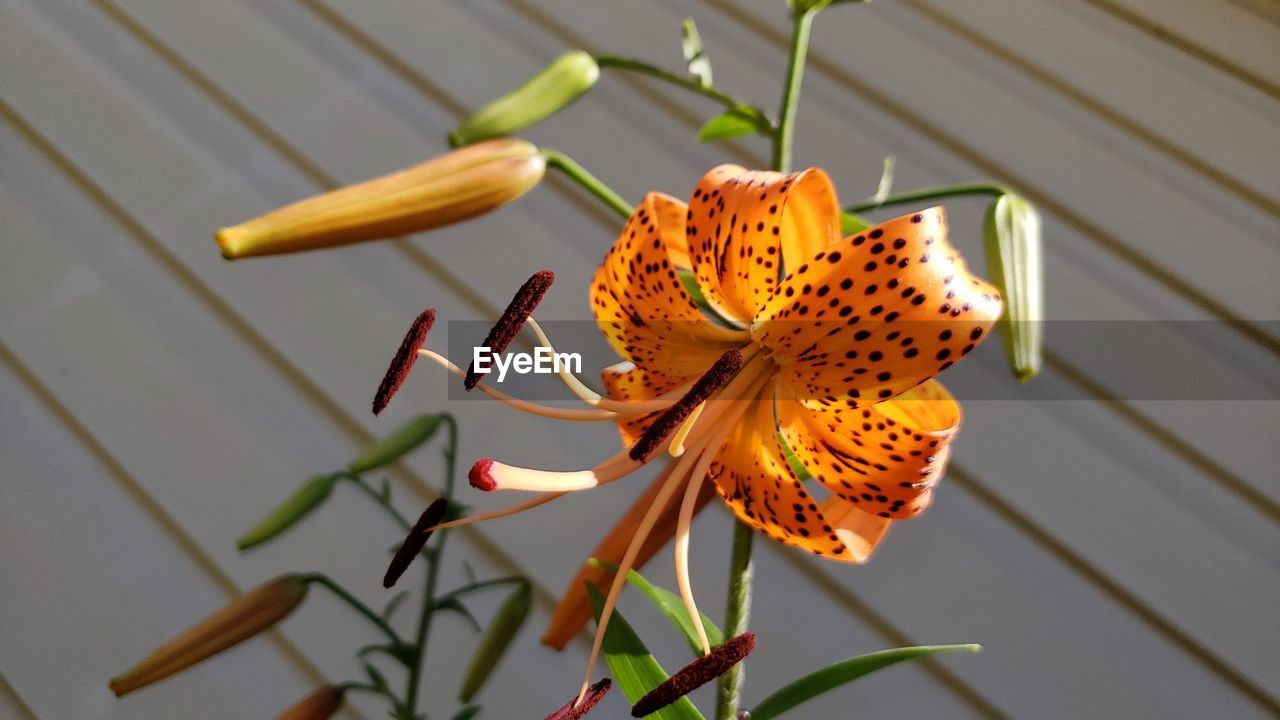 Close-up of butterfly pollinating on flower