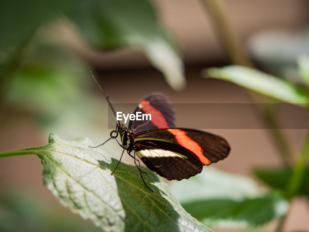 CLOSE-UP OF BUTTERFLY