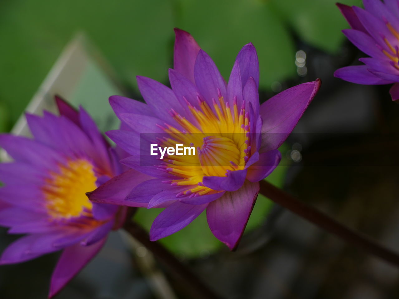 flower, flowering plant, plant, freshness, beauty in nature, petal, close-up, fragility, flower head, macro photography, inflorescence, purple, nature, growth, yellow, focus on foreground, no people, pollen, pink, water, water lily, outdoors, blossom, springtime, magenta, vibrant color, day, leaf, botany