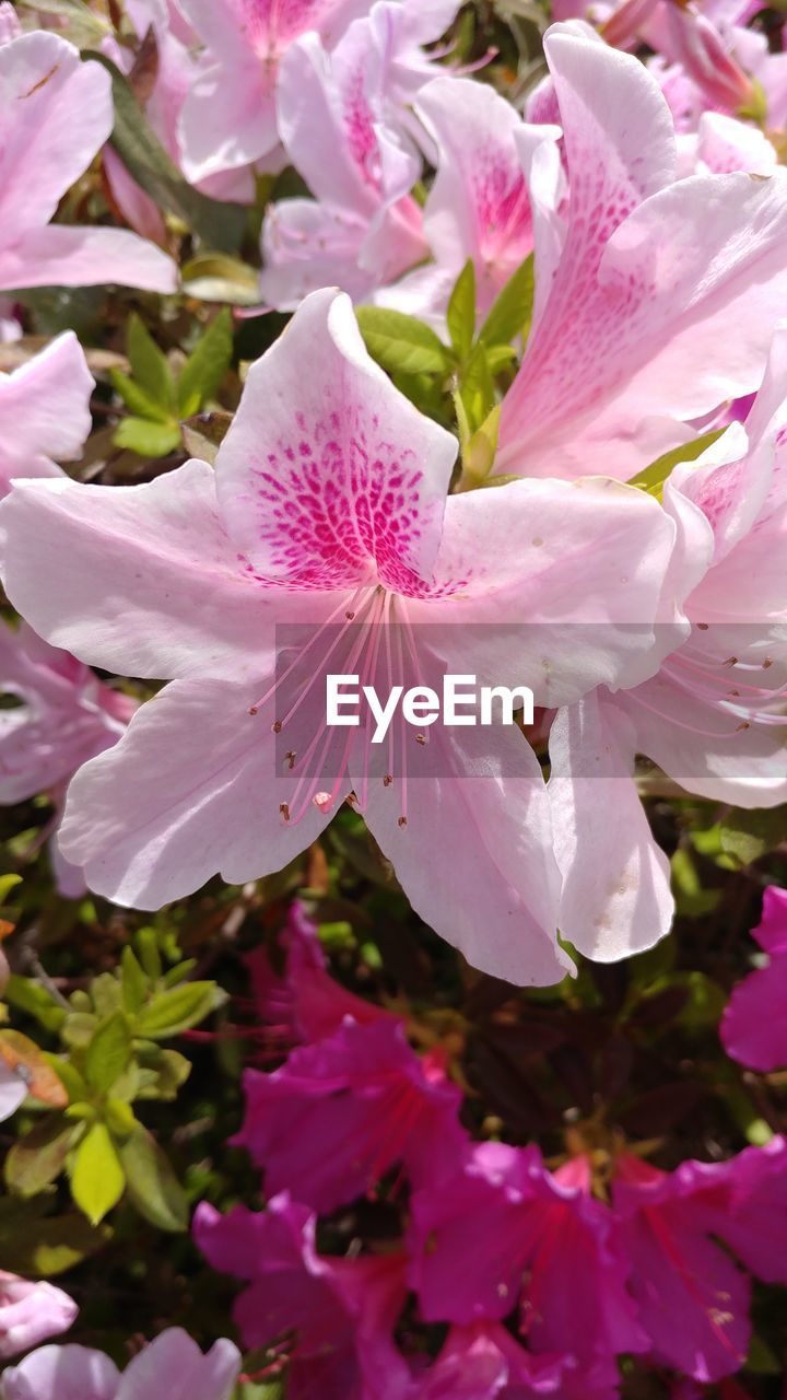 CLOSE UP OF PINK ROSE FLOWER