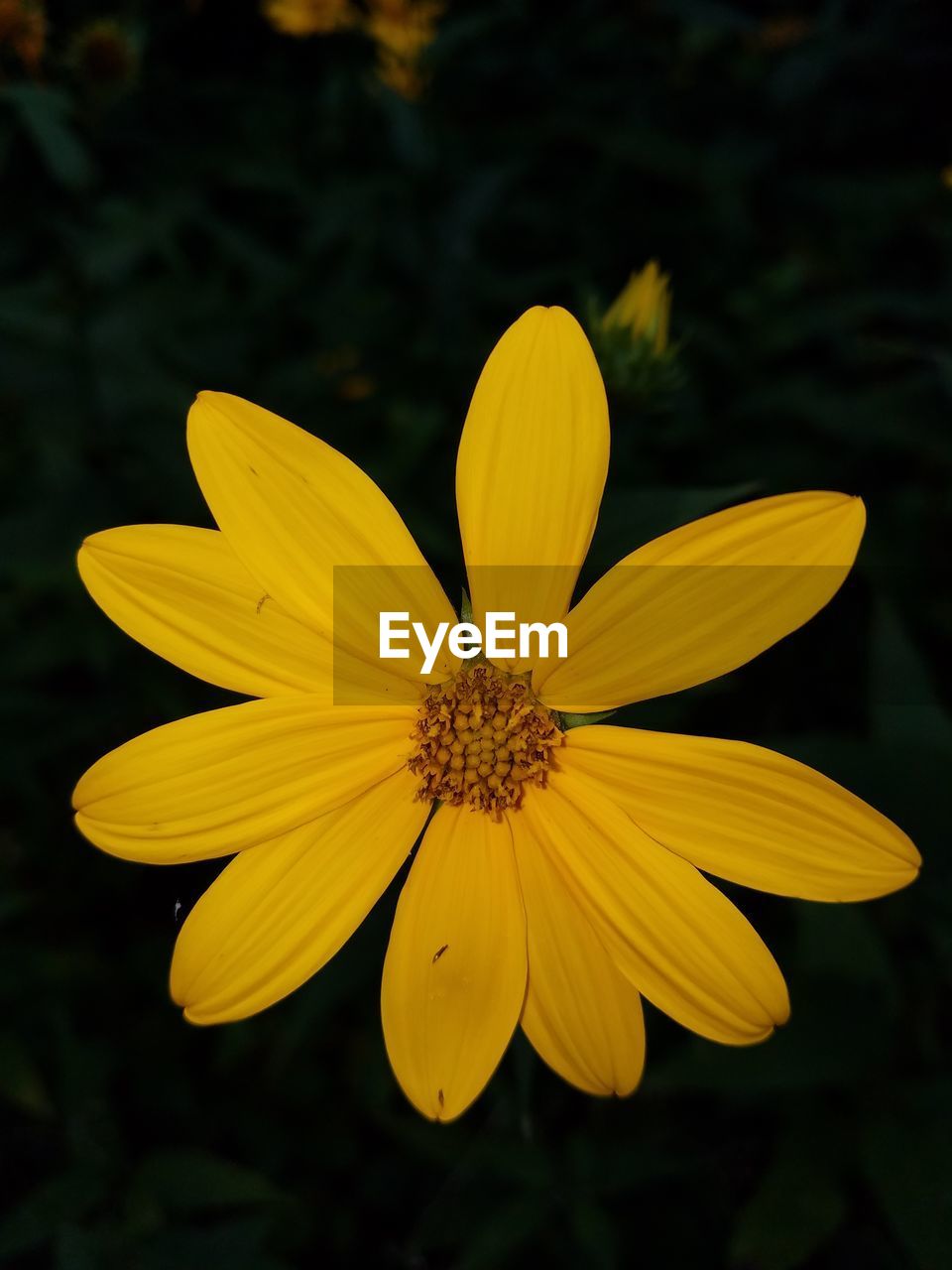 CLOSE-UP OF YELLOW FLOWER BLOOMING