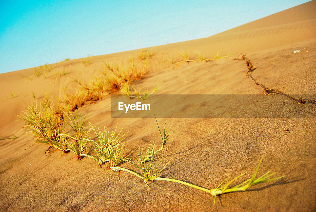 Scenic view of desert against clear sky