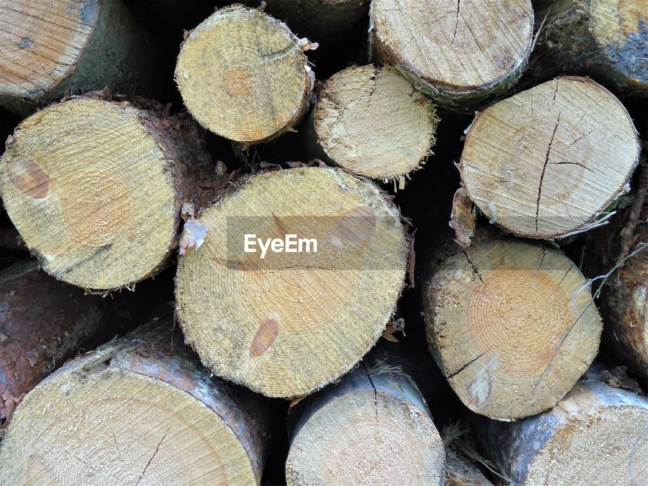 STACK OF LOGS IN FOREST