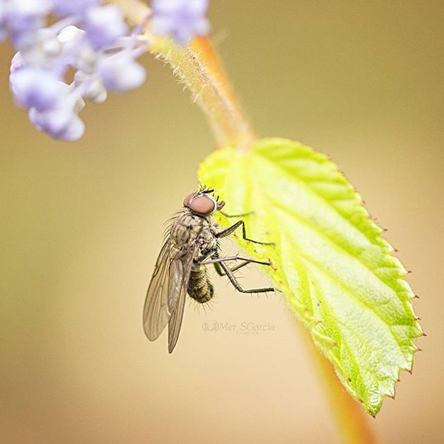 CLOSE-UP OF INSECT ON LEAF