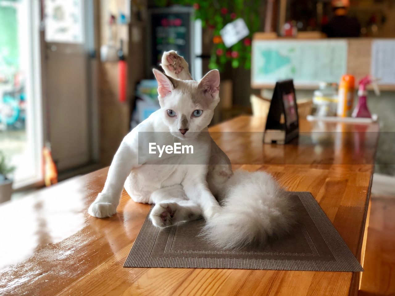 Cat sitting on table at home