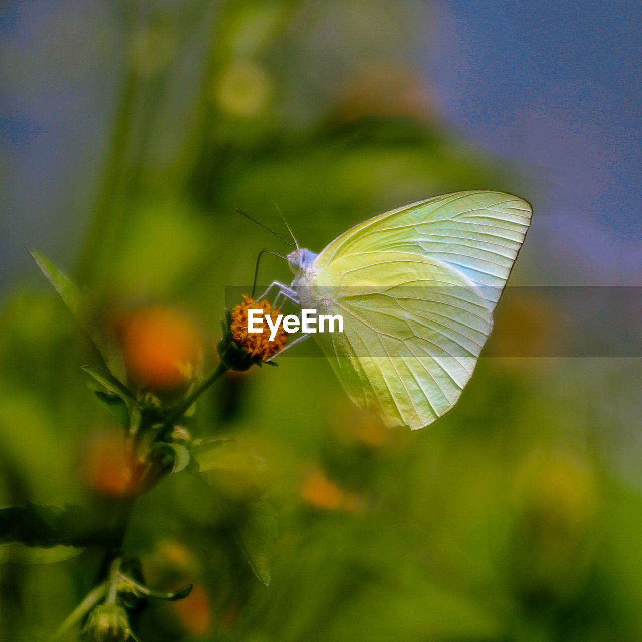 BUTTERFLY POLLINATING FLOWER