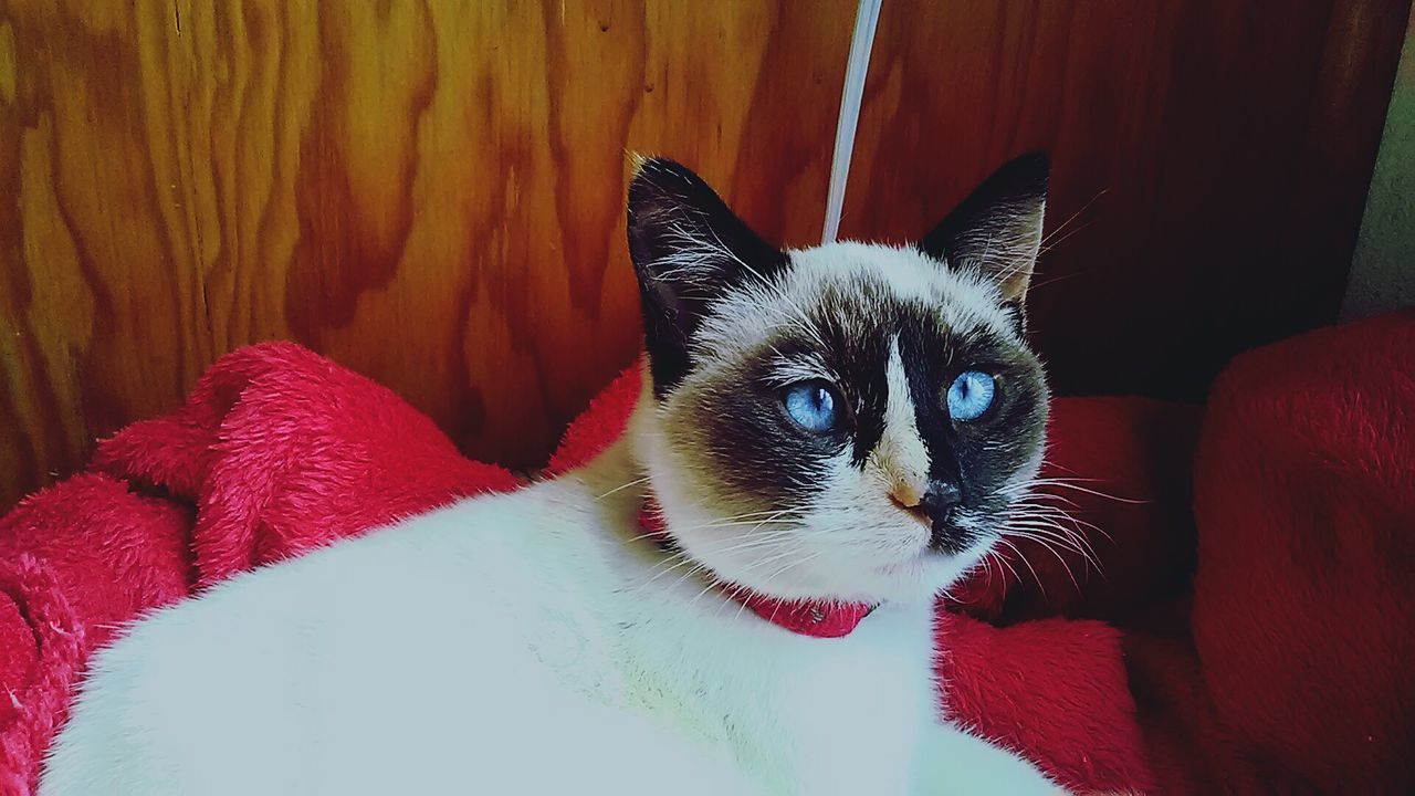 CLOSE-UP PORTRAIT OF CAT ON SOFA