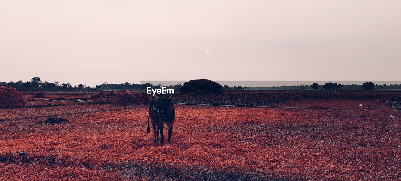 VIEW OF HORSE ON FIELD AGAINST SKY