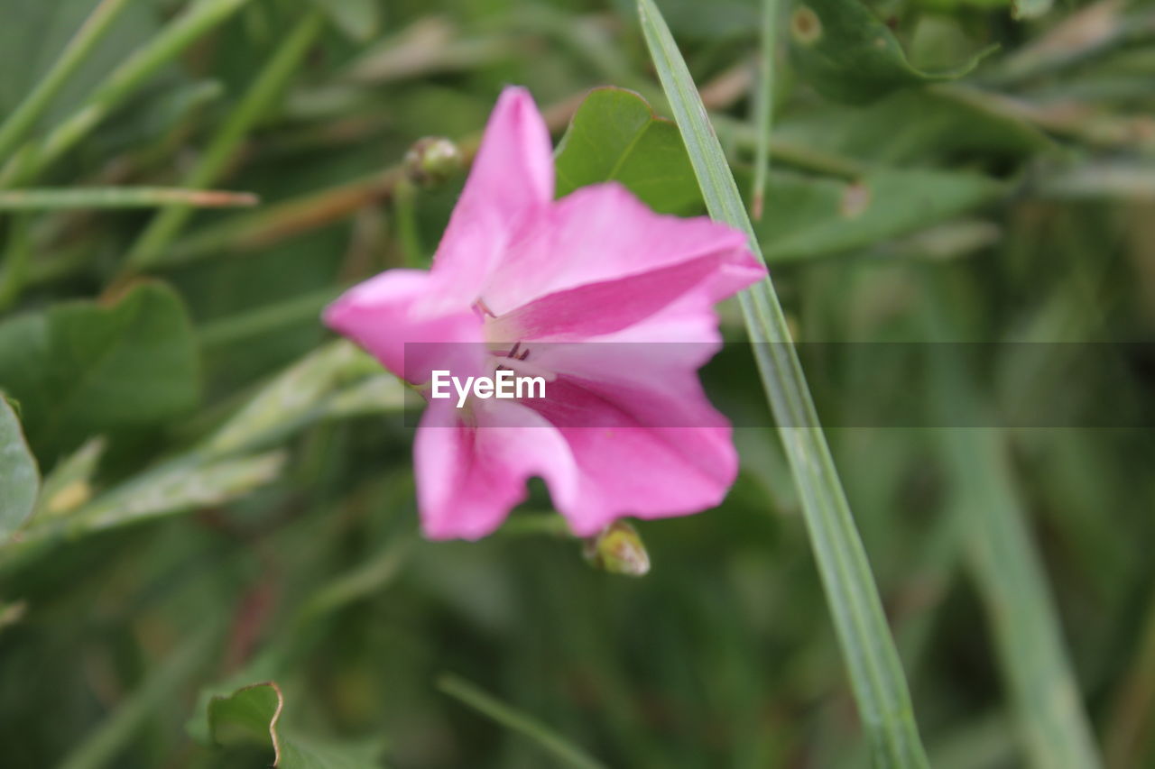 plant, flower, flowering plant, pink, beauty in nature, freshness, petal, close-up, fragility, inflorescence, flower head, growth, nature, leaf, plant part, no people, outdoors, focus on foreground, wildflower, botany, green, springtime, blossom, rose, day