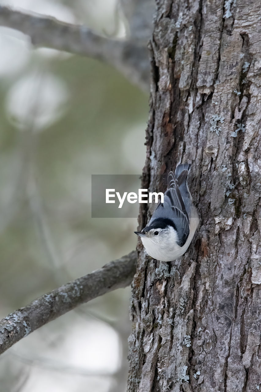 tree trunk, tree, trunk, branch, close-up, bird, animal wildlife, nature, animal themes, animal, wildlife, plant, woodpecker, winter, one animal, focus on foreground, no people, outdoors, plant bark, day, twig, leaf, spring, textured, perching, macro photography