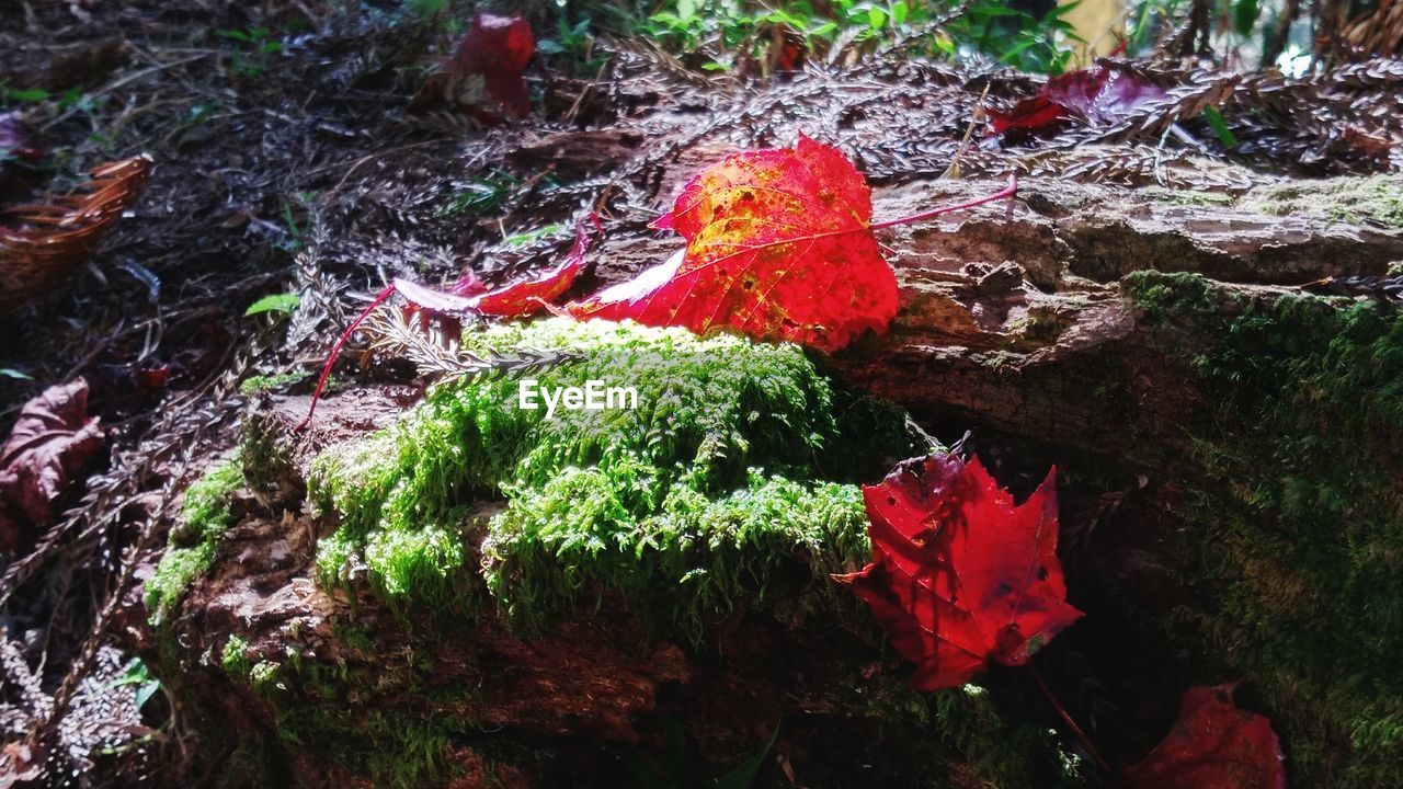 HIGH ANGLE VIEW OF MOSS ON ROCK