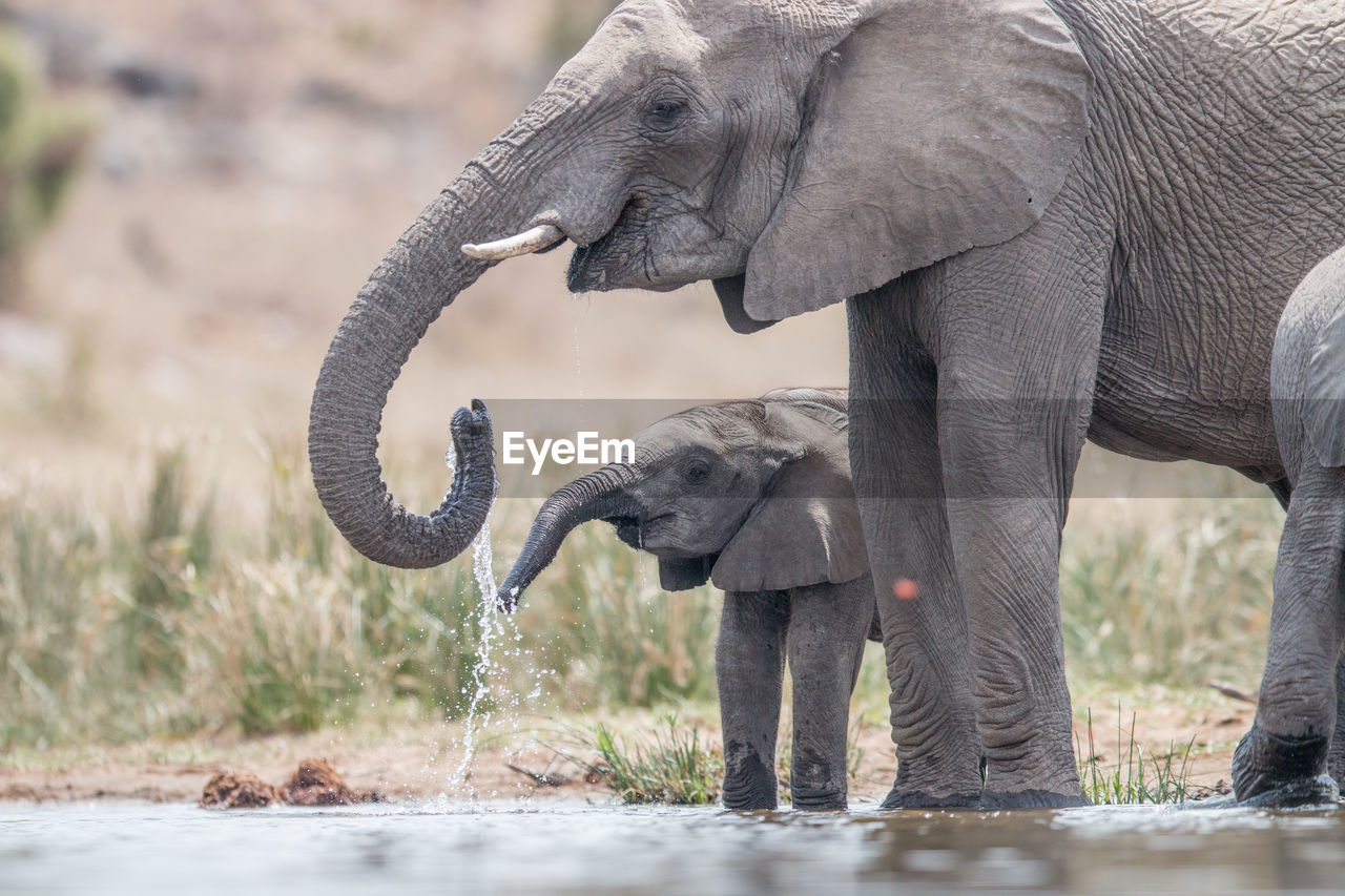 Elephants drinking water from lake