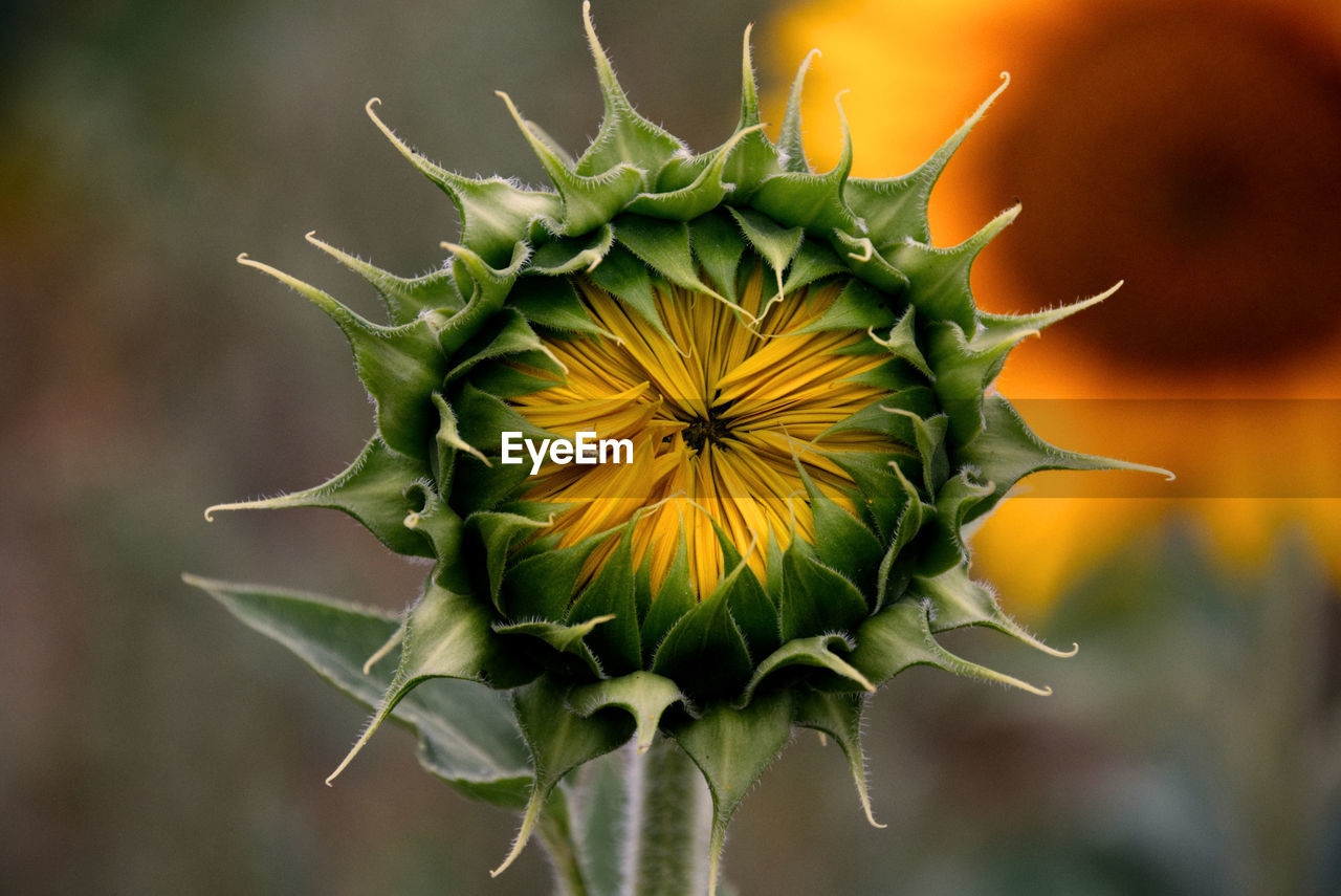 Close-up of sunflower on plant