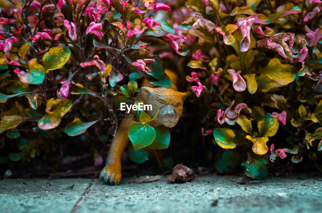 Close-up of yellow flowering plants