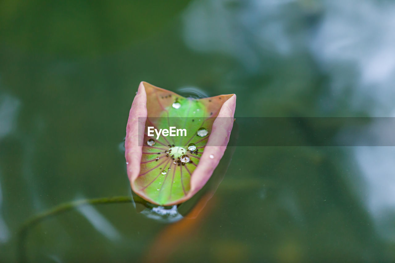 CLOSE-UP OF LOTUS WATER LILY IN LAKE