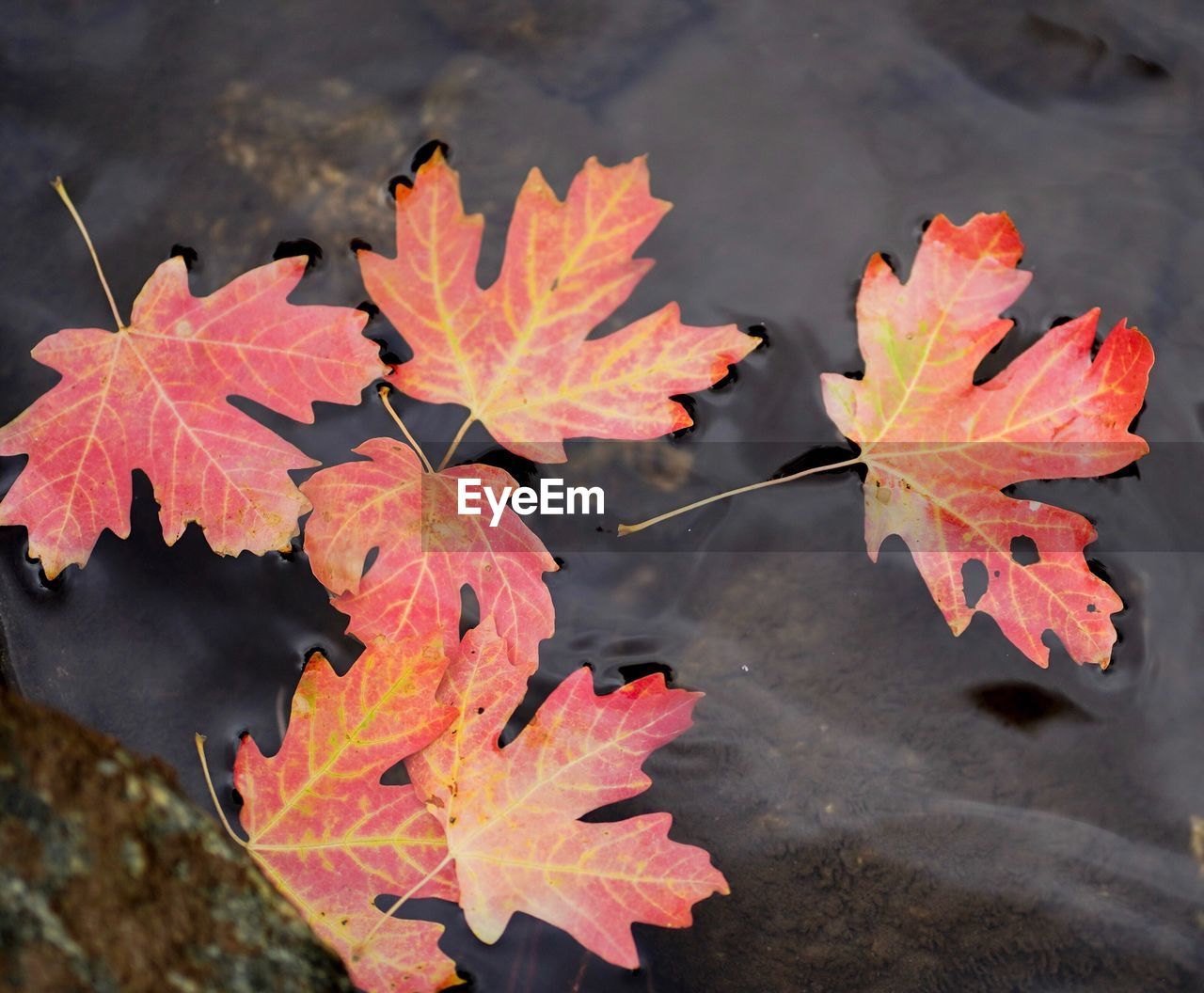 HIGH ANGLE VIEW OF MAPLE LEAVES FLOATING ON LAKE