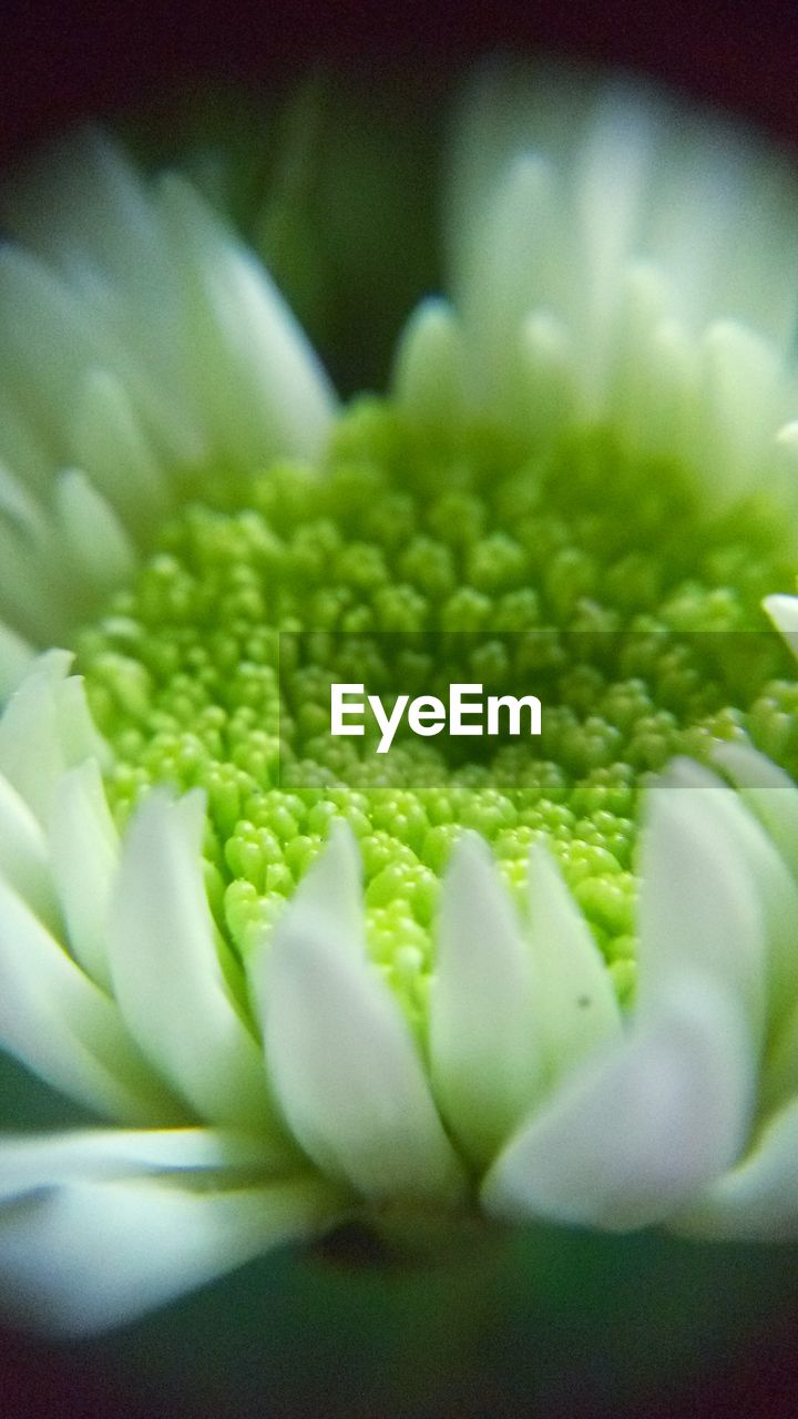 CLOSE-UP OF WHITE FLOWERS BLOOMING