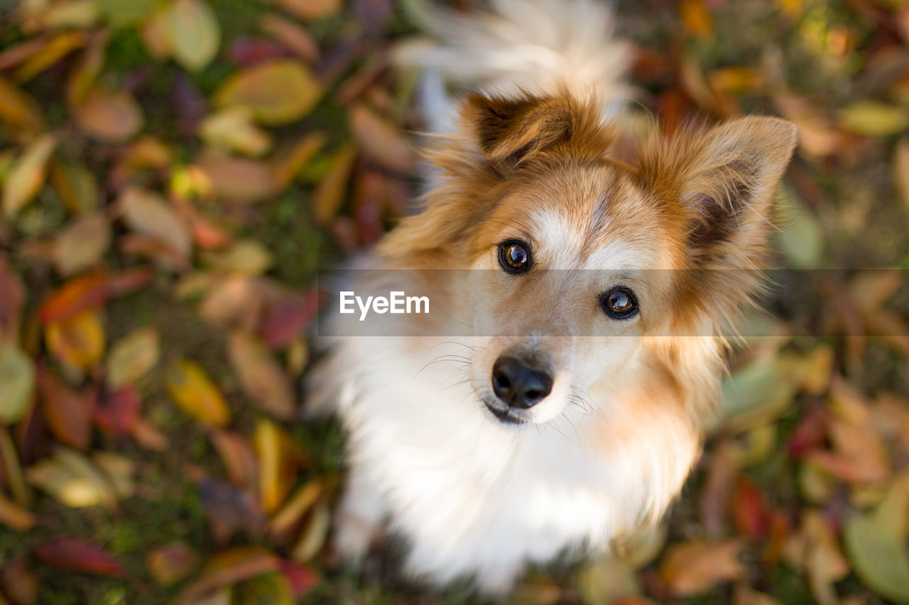 Close-up portrait of dog on field