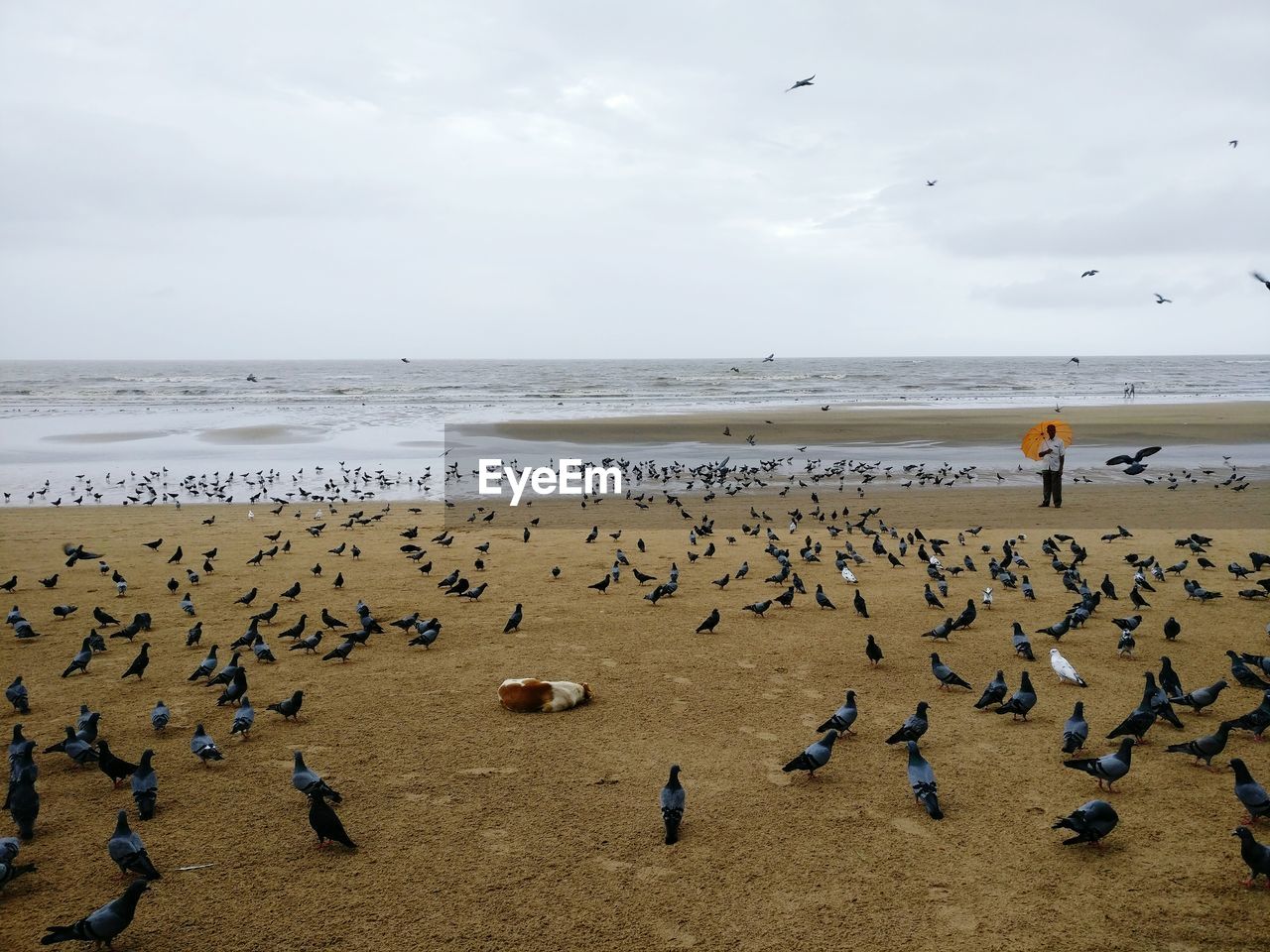 Distant view of man with umbrella standing amidst birds at beach