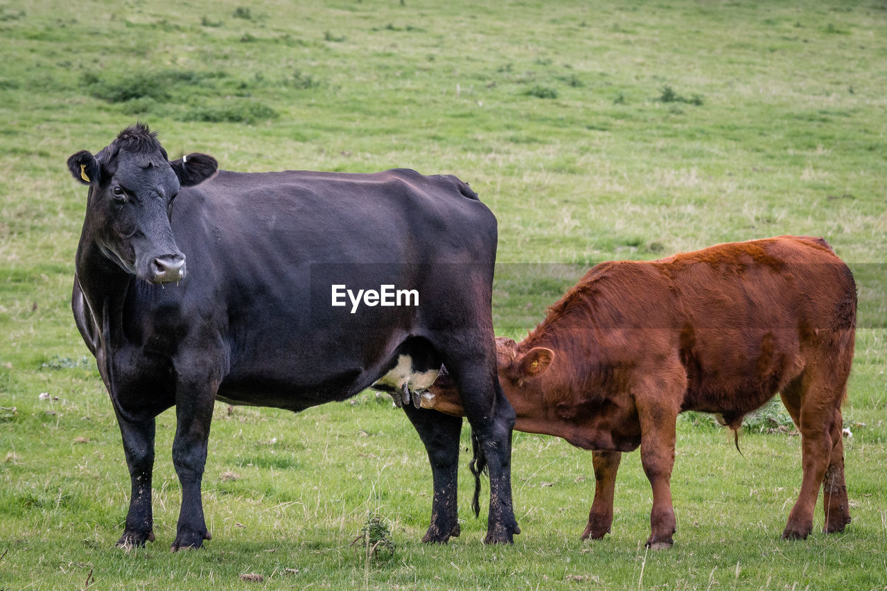 Cows grazing on field