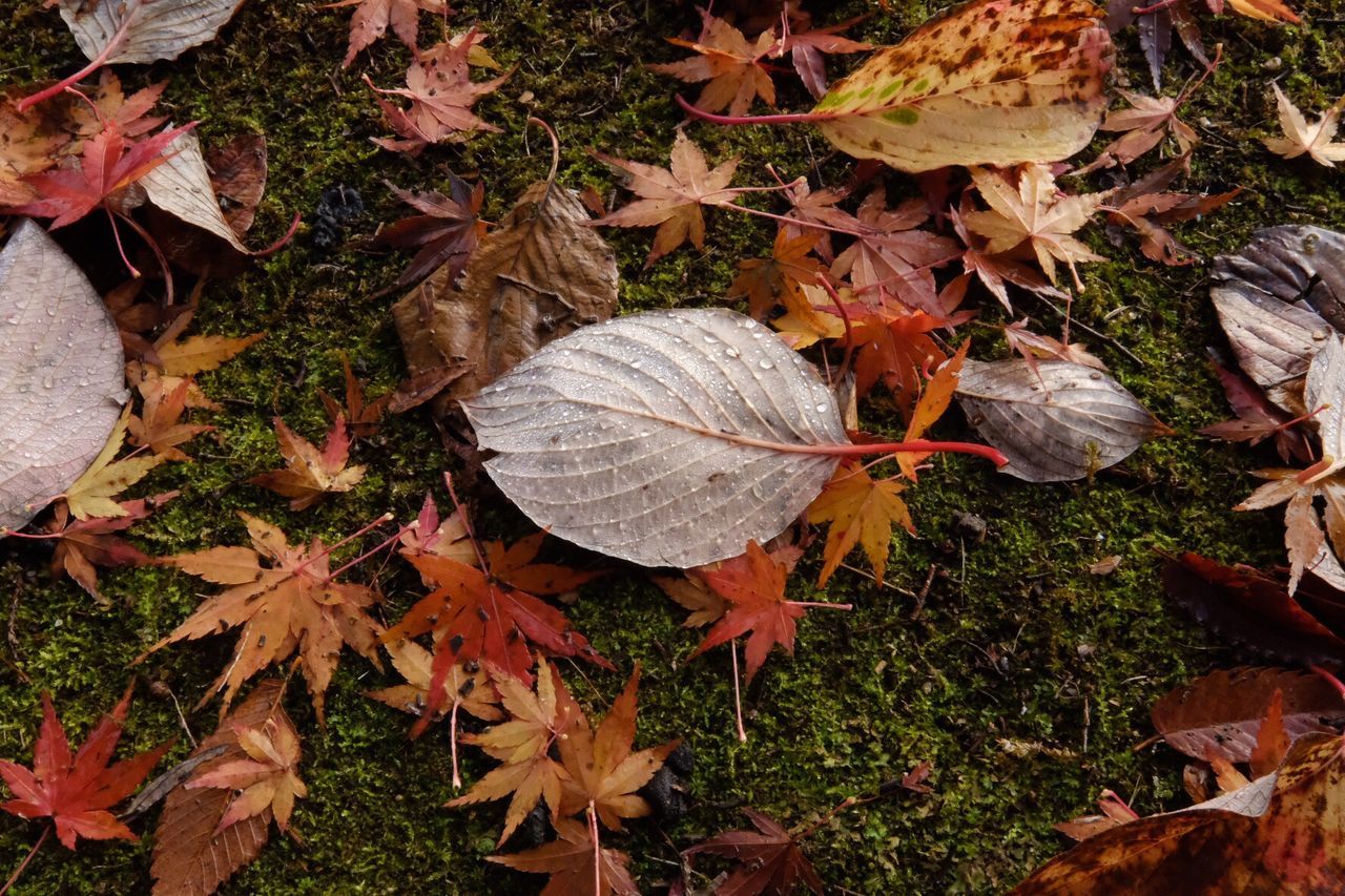 Close-up of dry maple leaves